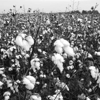 Cotton field, Mississippi