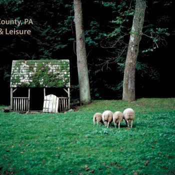 Sheep in meadow, Bucks County, PA