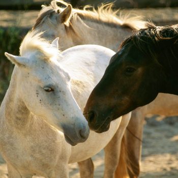 Horses nuzzling, Provence, France