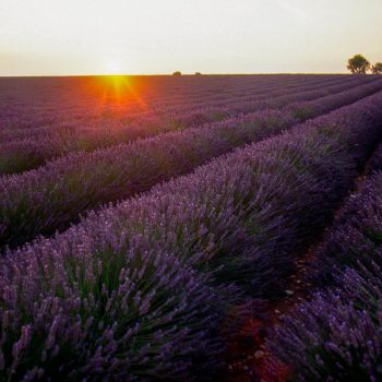 Lavender field in Provence France.