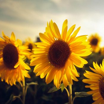 Sunflowers, Arles, Provence, France