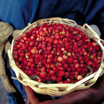 Red berries in basket, Haiti