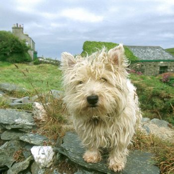 Dog on stone wall in village of Cregneash, Isle of Man, UK