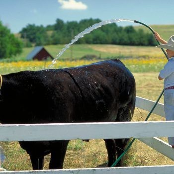 Young cowboy watering steer with hose, Arthur County, Nebraska