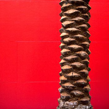 Palm tree trunk against red wall, Houston, TX